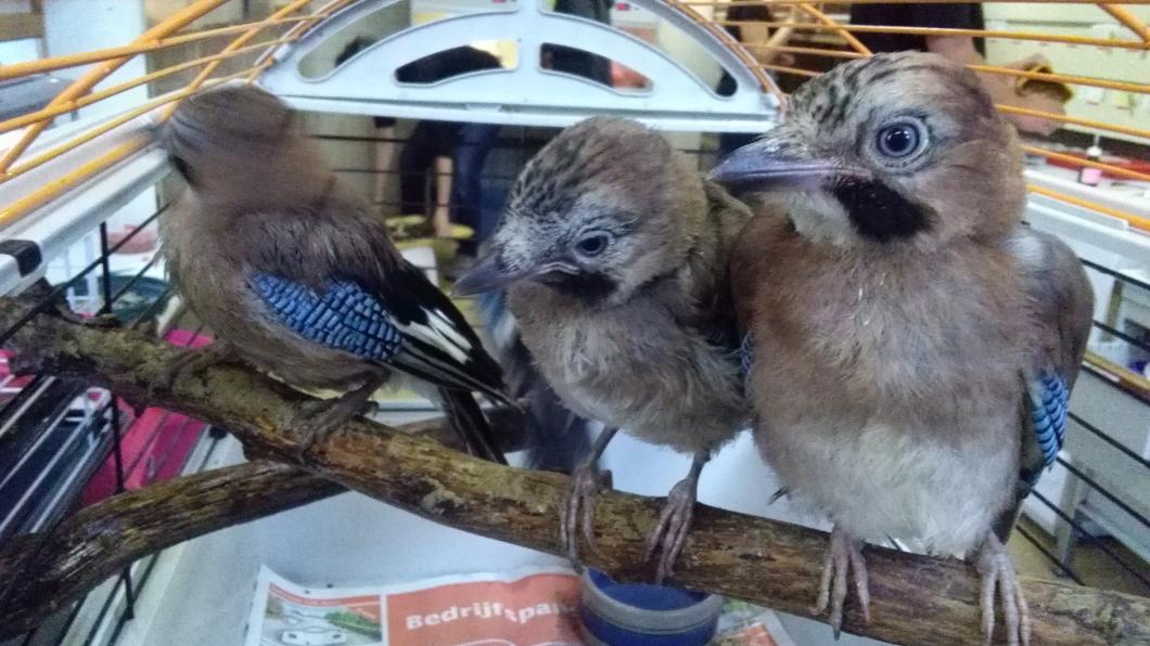 Ochtendje Vogelopvang Ochtendje Vogelopvang