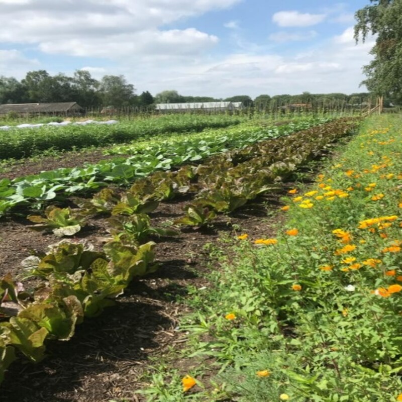 Veld van de Coöperij